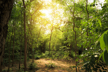 forest trees with sunlight