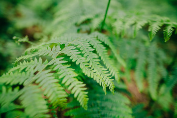 fern leaves macro