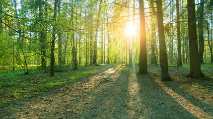 Obraz premium Beautiful forest, sunset in forest.