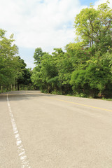 curve empty road in the middle of the forest