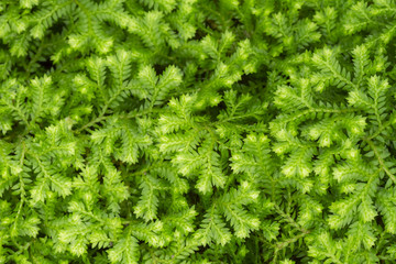 Ferns or mosses on the forest