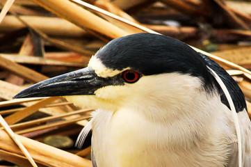 A Black Crown Night Heron walking along dried reeds
