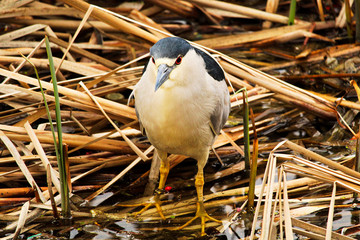 A Black Crown Night Heron walking along dried reeds