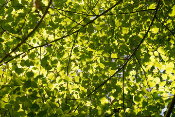 linden  leaves  against  selective focus