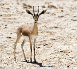 Dorcas gazelle (Gazella dorcas) inhabits nature desert reserve near Eilat, Israel. Expanding human civilization in the Middle East is a major threat to populations of this species
