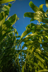 Plantação de milho