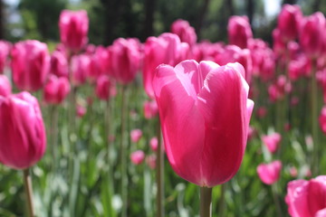 Pink Tulips in Xining City Qinghai Province China Asia