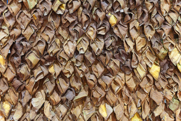 abstract wall made from dried banana leaves