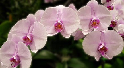 Fototapeta na wymiar Stem of Beautiful Pink Orchids