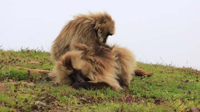 Gelada baboons in Simien mountains in Ethiopia