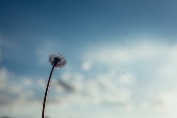 Closeup of a dandelion against blurred blue sky background.