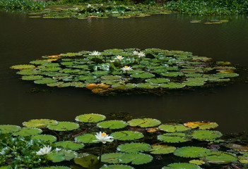 Obraz na płótnie Canvas Lily Pond in the Round