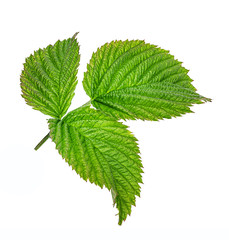 Raspberry Leaf isolated on a white