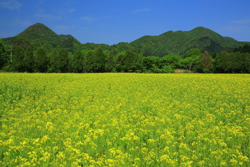矢巾　煙山の菜の花畑