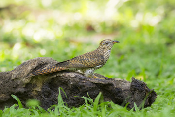 Bird in nature,Plaintive Cuckoo,Cacomantis merulinus (Scopoli, 1786) 