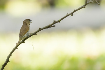 Bird in nature,Scaly-breasted Munia