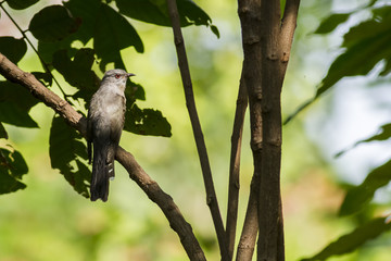 Bird in nature,Plaintive Cuckoo,Cacomantis merulinus (Scopoli, 1786) 
