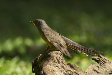 Bird in nature,Plaintive Cuckoo,Cacomantis merulinus (Scopoli, 1786) 