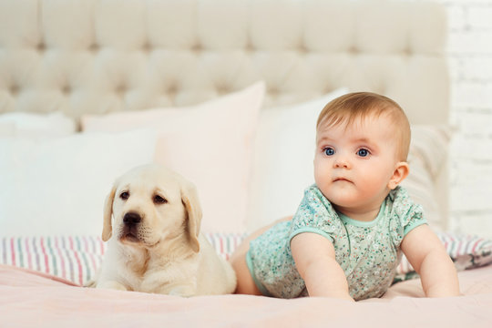 Little baby girl on the bed with labrador puppy