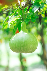 Green pumpkin on the tree
