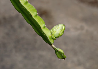 Dragon fruit or pitaya when young (Hylocercus undatus(Haw) Brit. & Rose.).