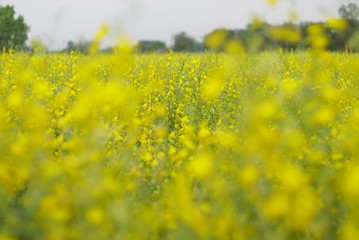 Obraz premium Yellow Sunn hemp flower on field. spring background