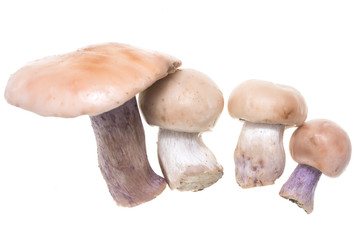 Mushrooms with a blue foot on a white background