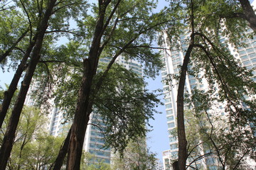 Fototapeta premium Buildings through the Trees in Qinghai China Asia