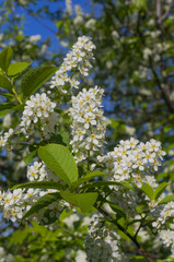 White flowers of birdflies. Blossoming bird cherry.