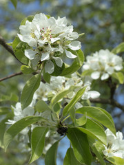 spring flowering of plants in the city garden. 