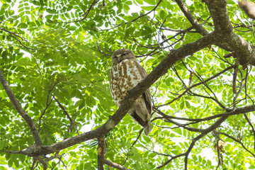 Cute animal world,Brown Hawk-owl in nature (Ninox scutulata)
