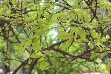 Spring Leaves on Trees in Qinghai China Asia