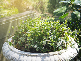 Green plant in the clay pot decoration in the garden