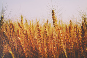 photo of wheat field at sunset