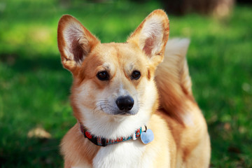 Welsh Corgi Pembroke