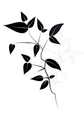 schwarze Pflanzenbl&auml;tter auf wei&szlig;em Hintergrund