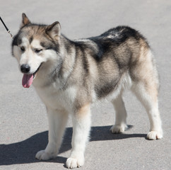 Husky dog