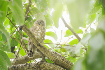 Cute animal world,Brown Hawk-owl in nature (Ninox scutulata)