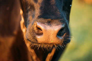 Close Up Of Cow Nose, Mouth In Sunny Evening Light At Sunset © Great Brut Here