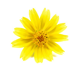 yellow flowers isolated on white background