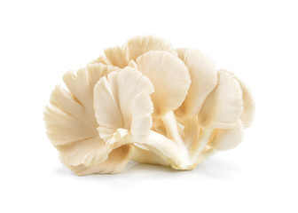 Oyster mushroom on white background. Mushroom brown isolated. Angel mushroom