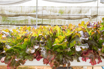Red oak lettuce in hydroponics farm in Phangnga province, South of Thailand