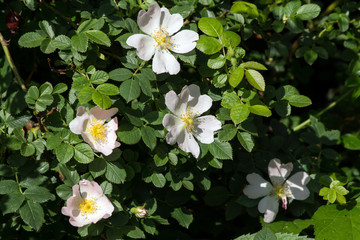 wild rose (Rosa Canina) bush.