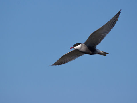 Polar wings (Sterna paradisaea)