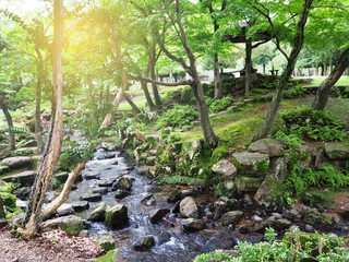 Green natural forest in Nara park with the small water fall
