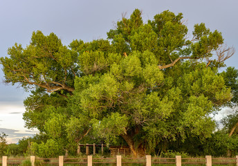 Obraz premium Cottonwood tree on San Pedro River