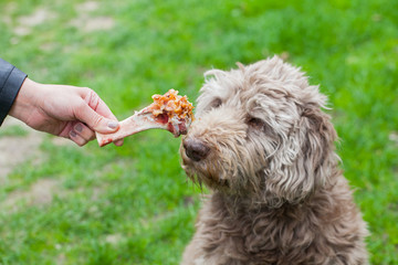 Tasty bone & Dog waiting for his lunch