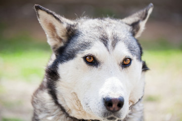 Cur dog posing in the sunshine