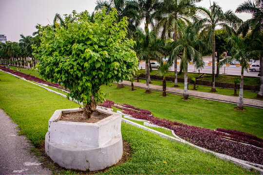 small bougainvilla plant in a cloudy day of rainy season