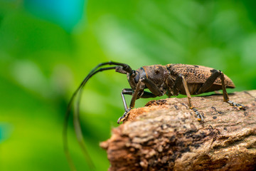 Left view of brown Spined Oak Borer Longhorn Beetle (Arthropoda: Insecta: Coleoptera: Cerambycidae: Elaphidion mucronatum) crawling on a tree branch isolated with buttery, smooth, green background